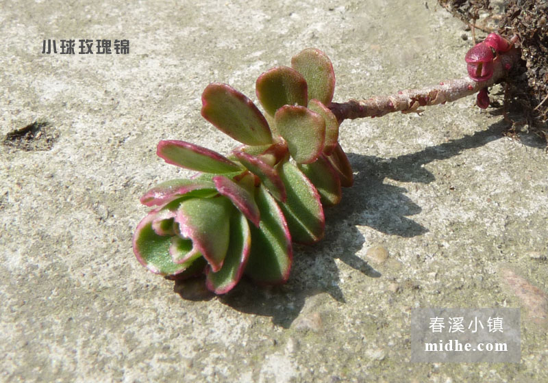 小球玫瑰锦(单株)-春溪小镇