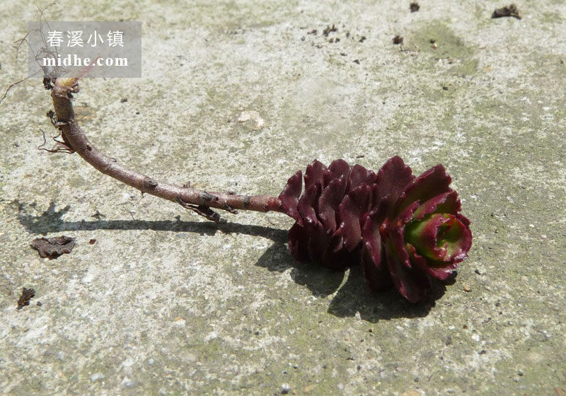 小球玫瑰(单株)-春溪小镇
