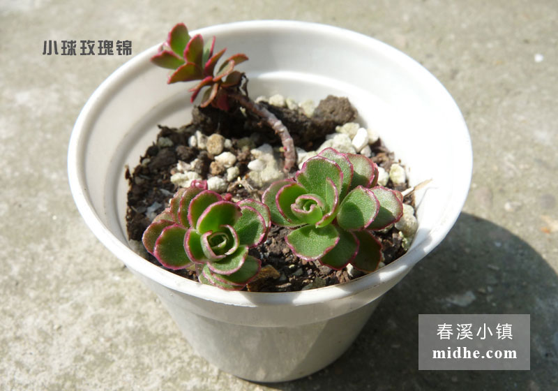 小球玫瑰锦(小白盆)-春溪小镇