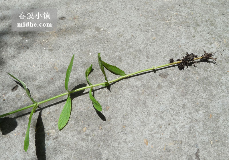 柳叶马鞭草-春溪小镇