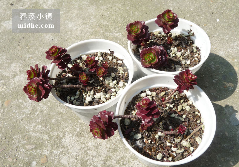 小球玫瑰(小白盆)-春溪小镇