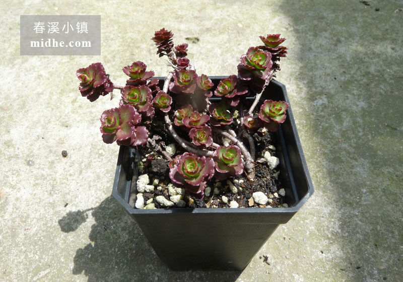 小球玫瑰(小方盆)-春溪小镇