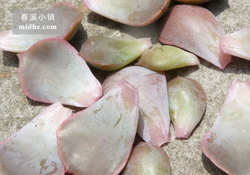 菲欧娜(叶)-春溪小镇
