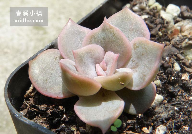 菲欧娜(单株)-春溪小镇