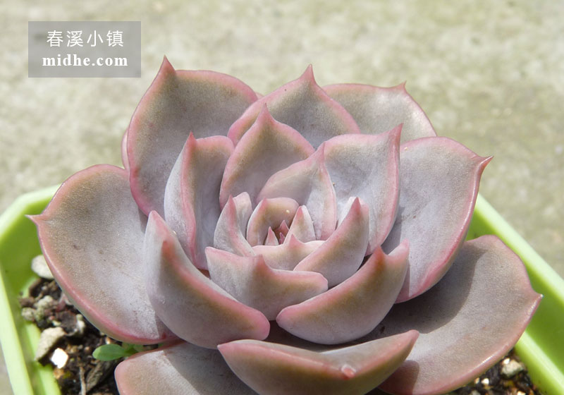 菲欧娜(小方盆)-春溪小镇