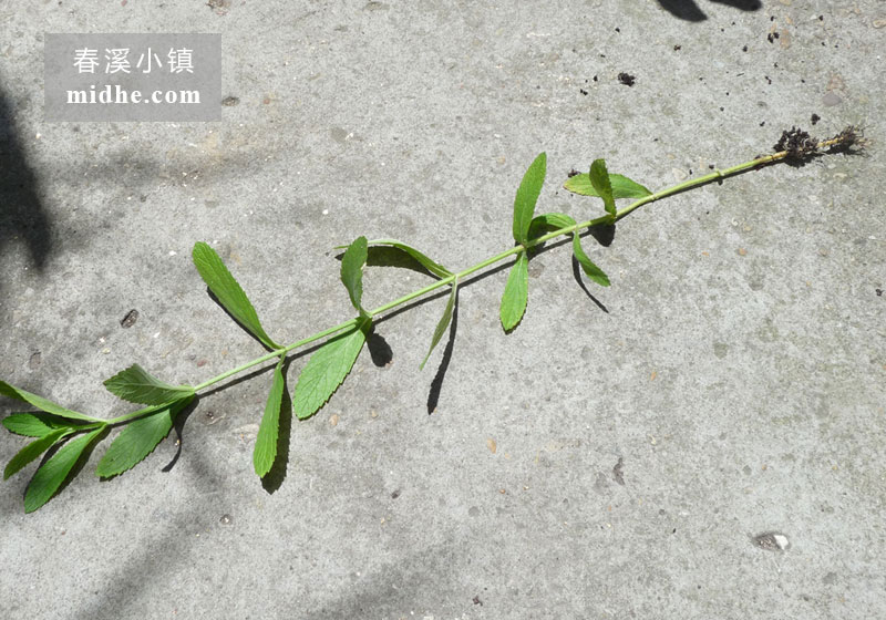 柳叶马鞭草-春溪小镇