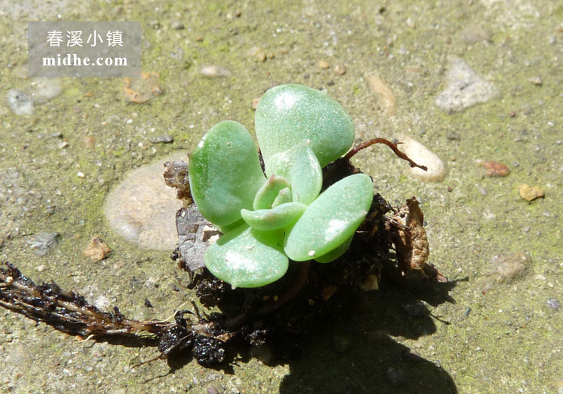 玫瑰夫人（苗）-春溪小镇