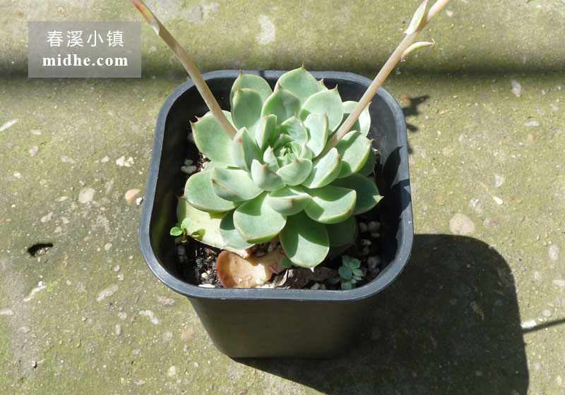 玫瑰夫人（小号万象盆）-春溪小镇