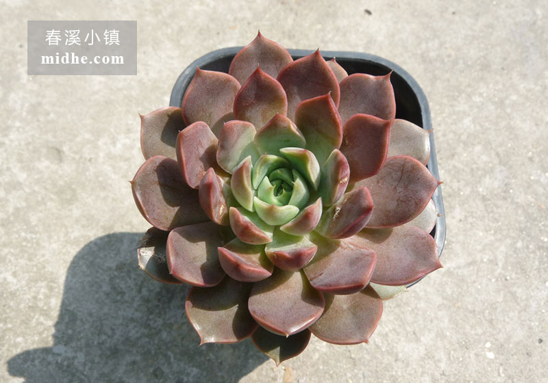 玫瑰夫人（小号万象盆）-春溪小镇