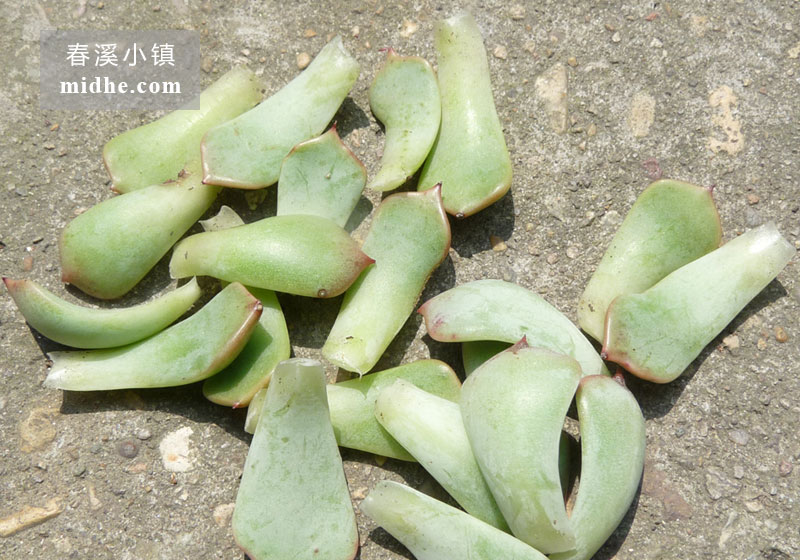 狮子座/定规座/尺规座/矩尺座(叶)-春溪小镇