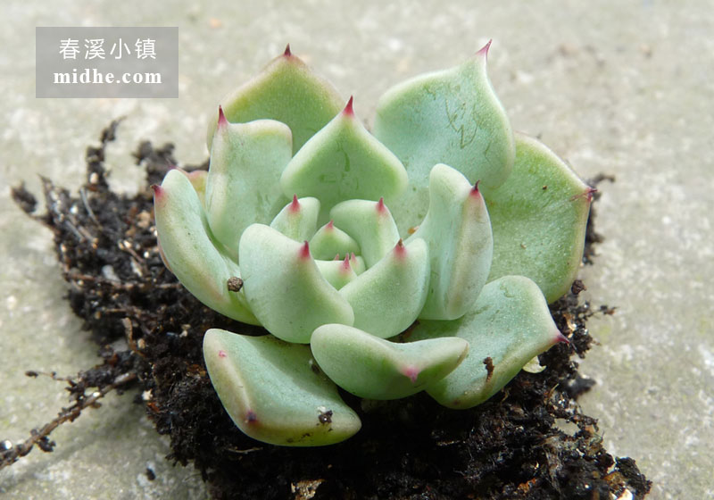 狮子座/定规座/尺规座/矩尺座(单株)-春溪小镇