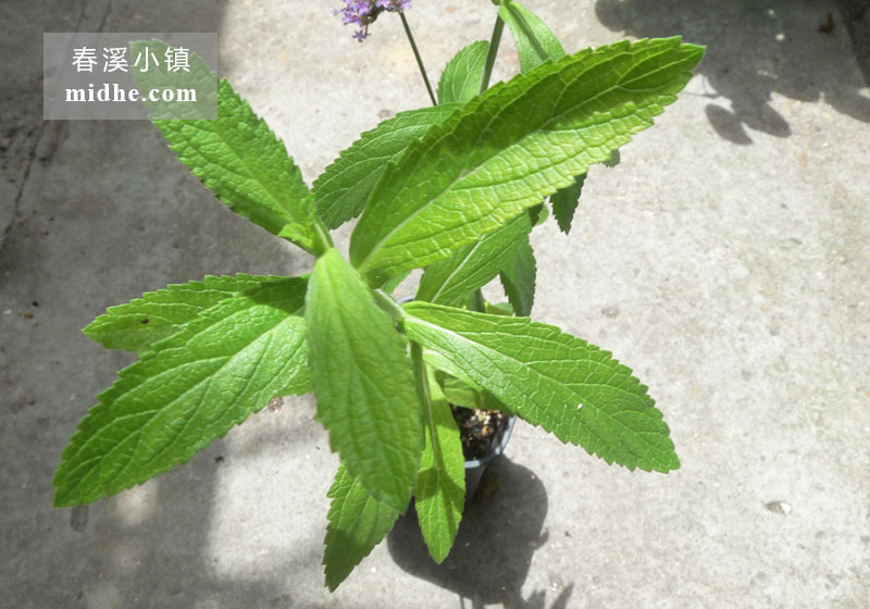 柳叶马鞭草-春溪小镇