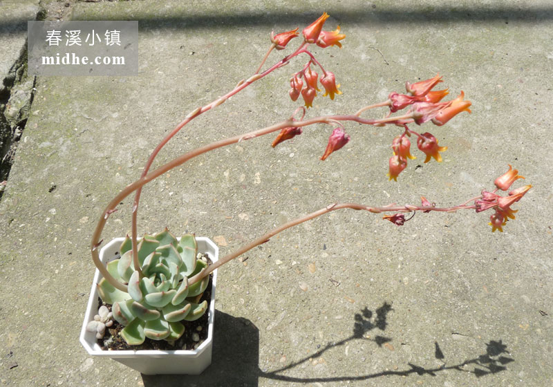 狮子座/定规座/尺规座/矩尺座(小方盆)-春溪小镇