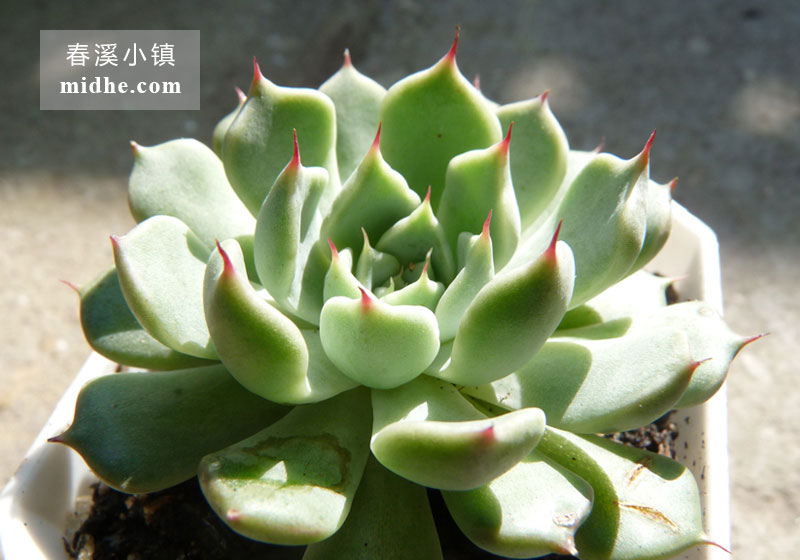 狮子座/定规座/尺规座/矩尺座(小方盆)-春溪小镇