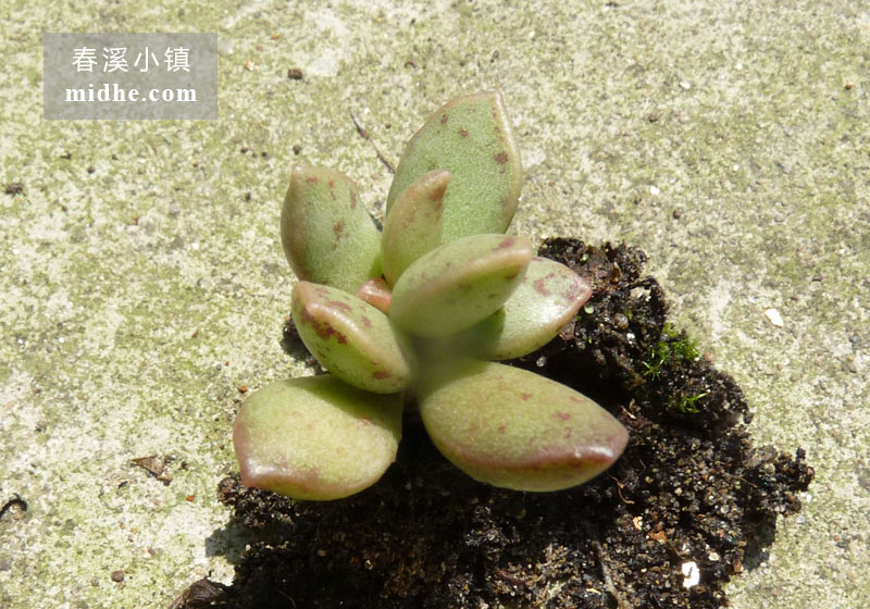松虫(单株)-春溪小镇