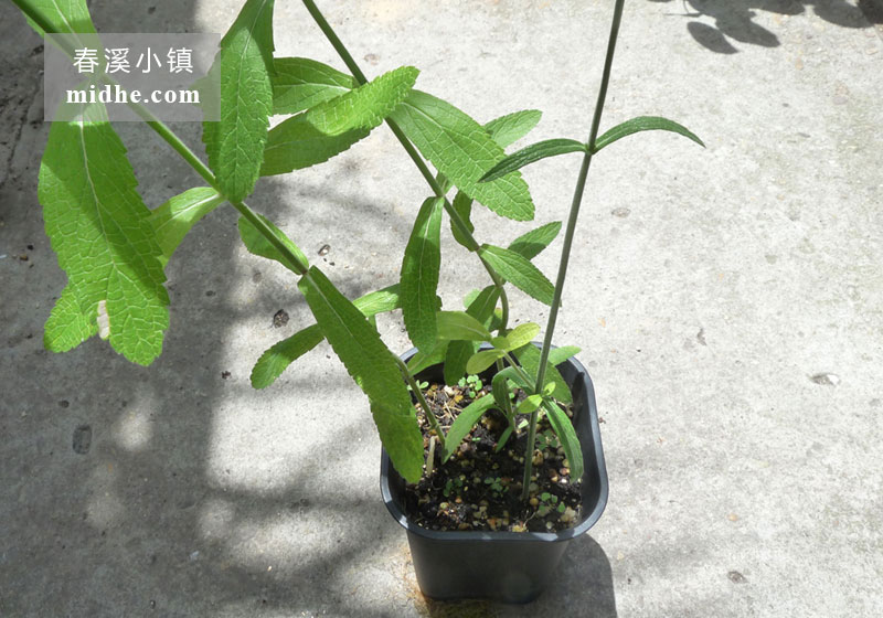 柳叶马鞭草-春溪小镇