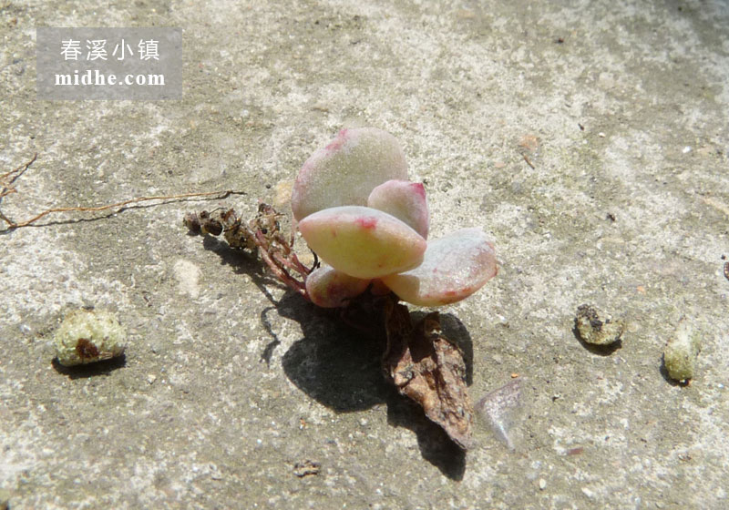 天鹅湖(苗)-春溪小镇