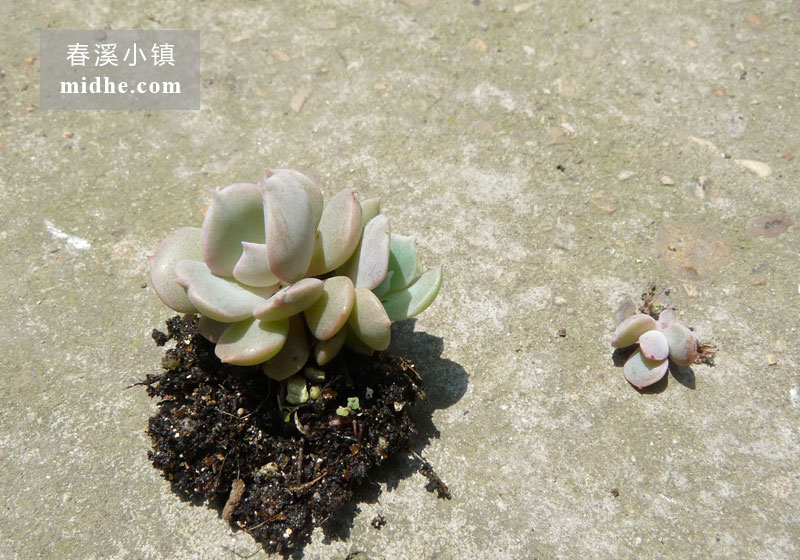 天鹅湖(单株)-春溪小镇