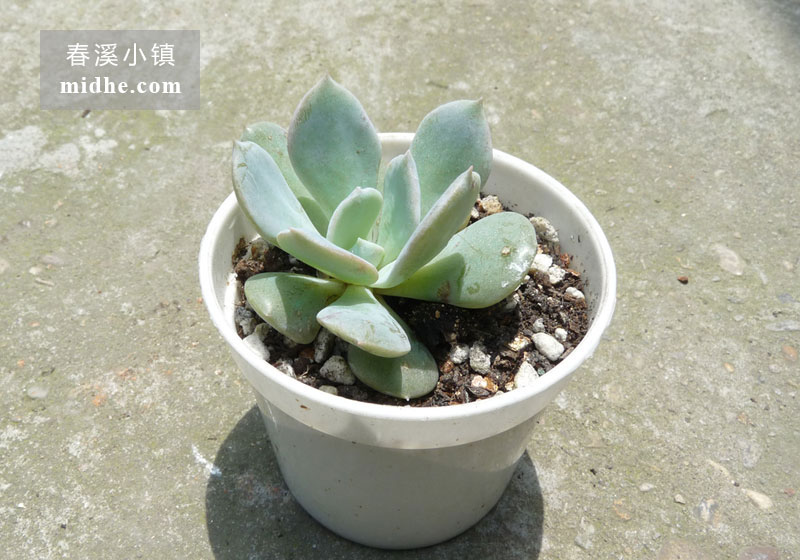 天鹅湖(小白盆)-春溪小镇