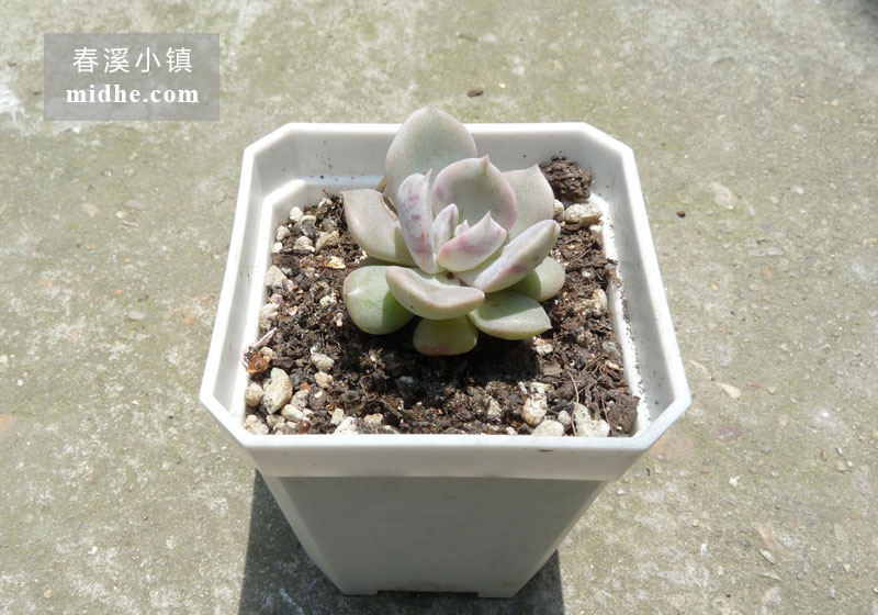 天鹅湖(小方盆)-春溪小镇