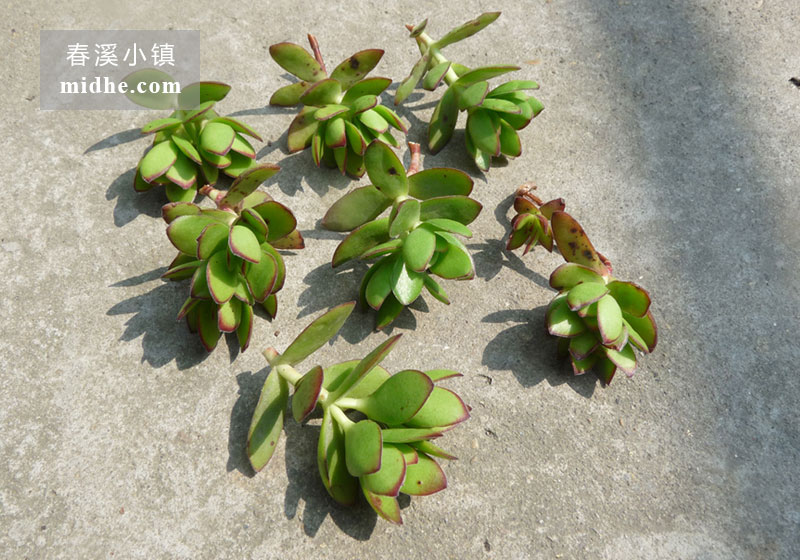 天狗之舞(砍头苗)-春溪小镇