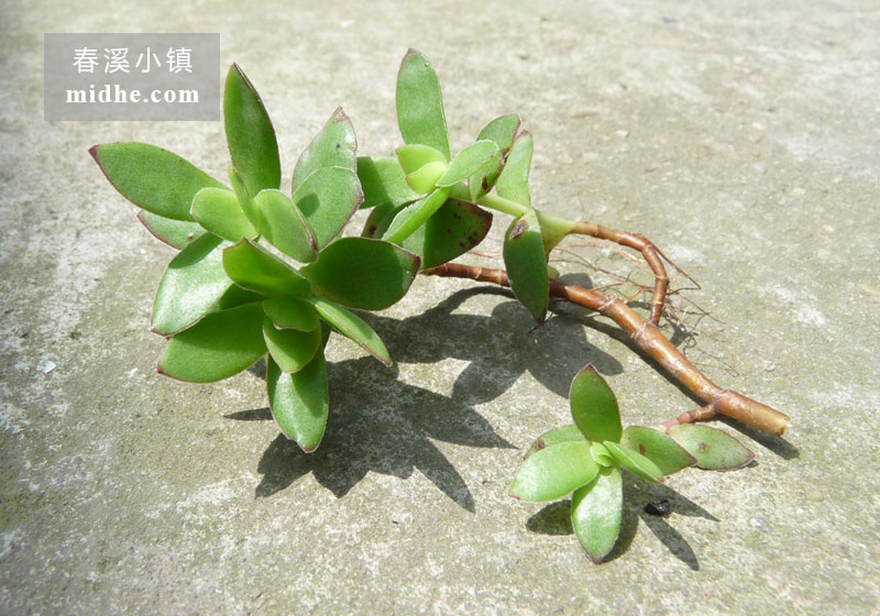 天狗之舞(单株)-春溪小镇