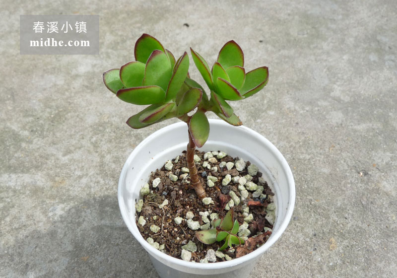 天狗之舞(小白盆)-春溪小镇