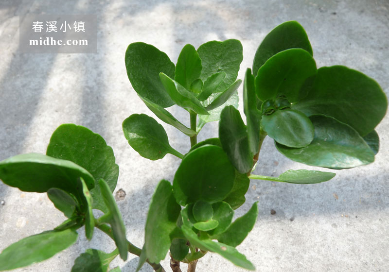 长寿花-春溪小镇