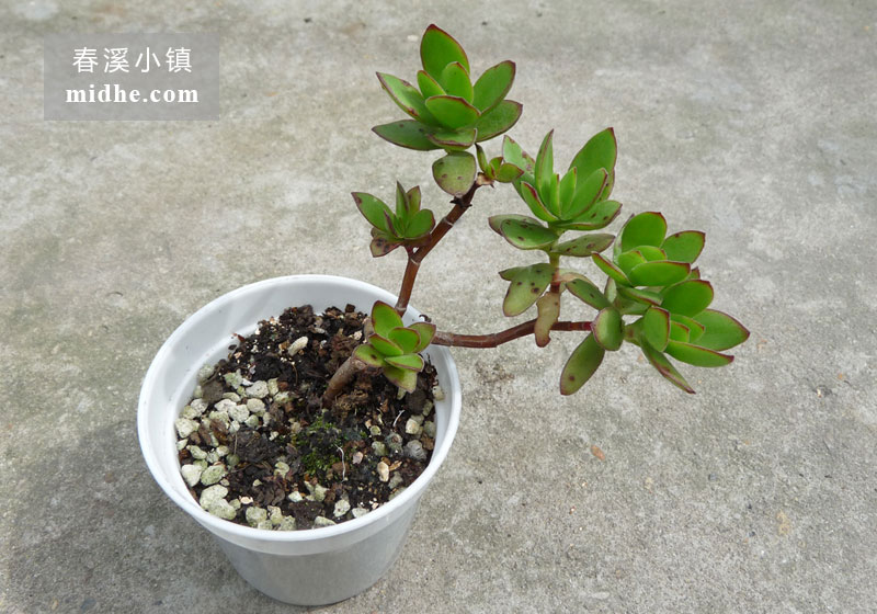 天狗之舞(小白盆)-春溪小镇