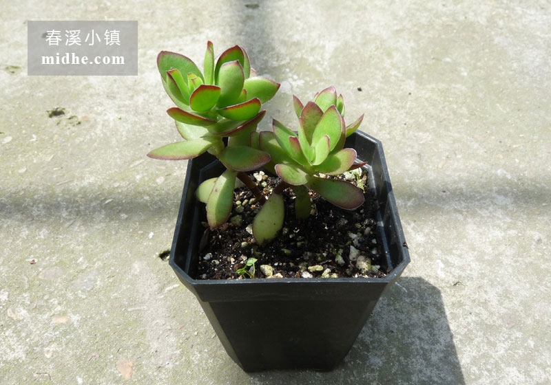 天狗之舞(小方盆)-春溪小镇