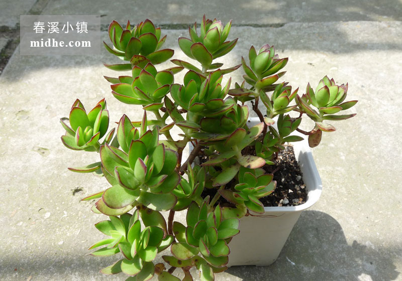 天狗之舞(小号万象盆)-春溪小镇