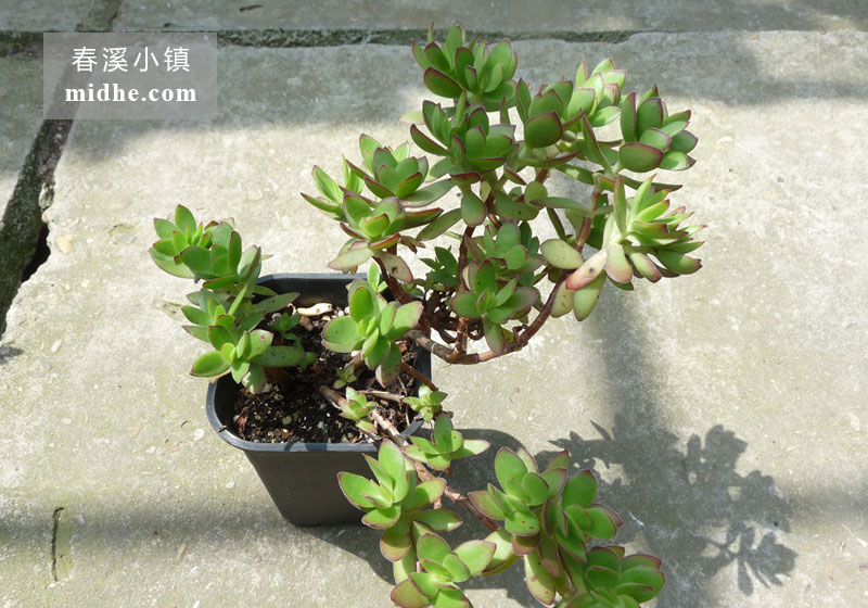 天狗之舞(小号万象盆)-春溪小镇