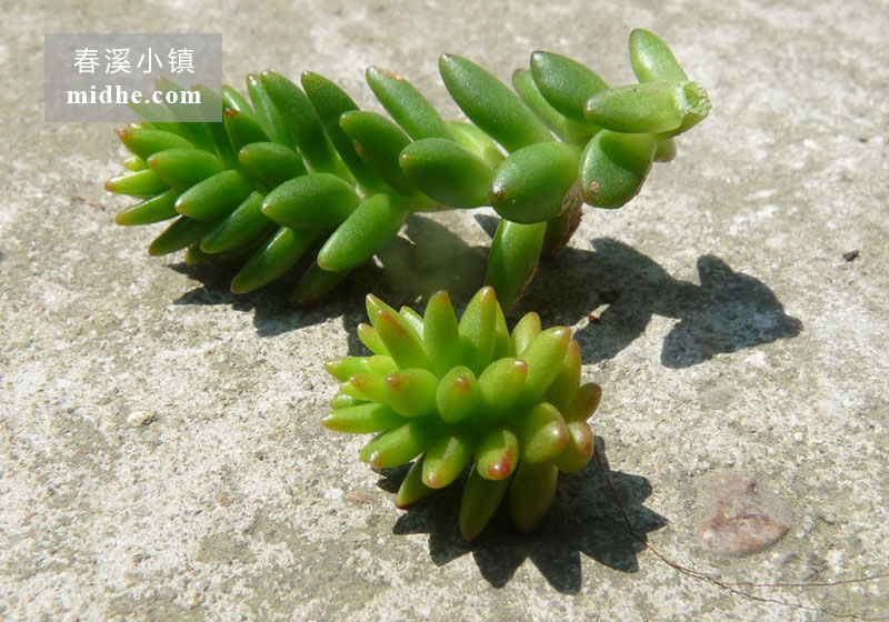 白花小松(砍头苗)-春溪小镇