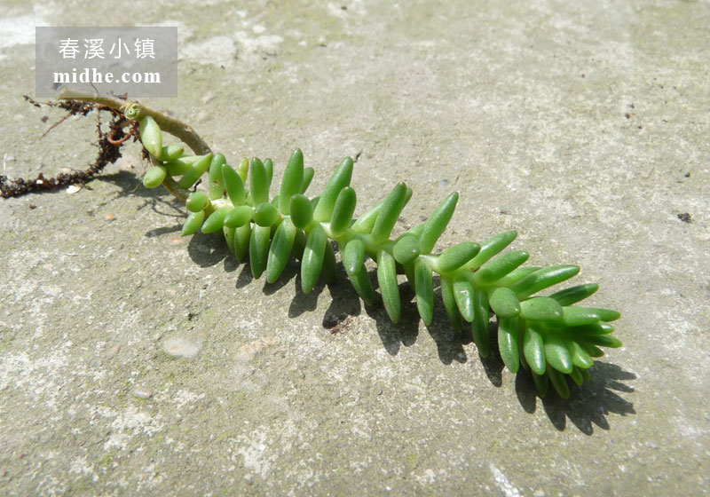 白花小松(单株)-春溪小镇