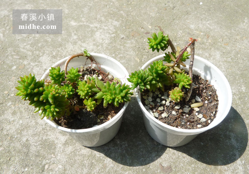 白花小松(小白盆)-春溪小镇