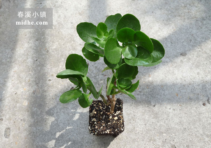 长寿花-春溪小镇