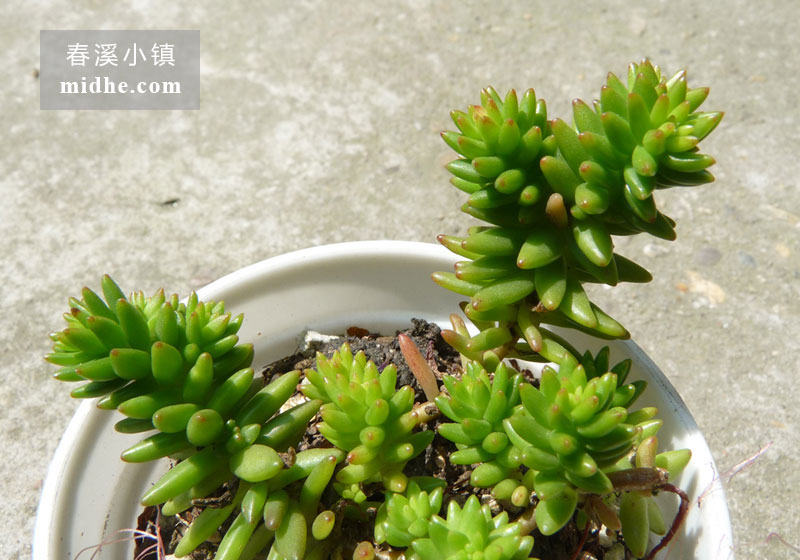 白花小松(小白盆)-春溪小镇