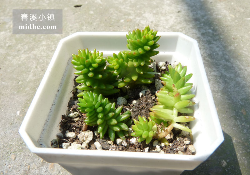 白花小松(小方盆)-春溪小镇