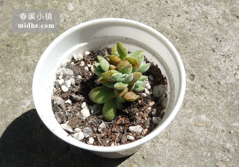 星芒/星公主(小白盆)-春溪小镇