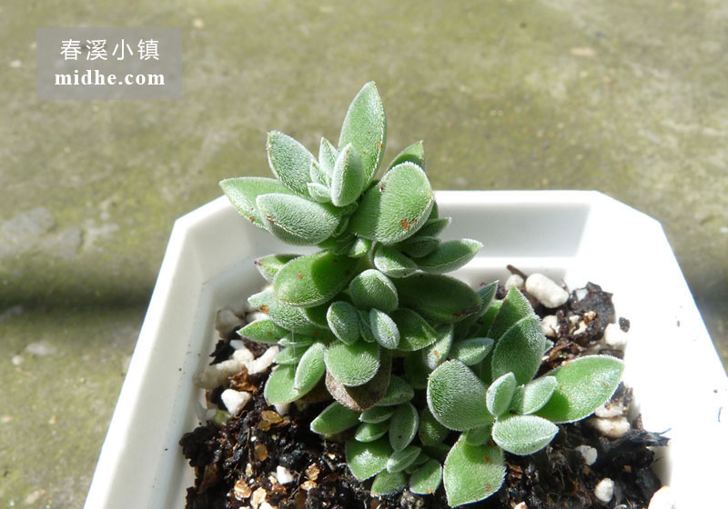 星芒/星公主(小方盆)-春溪小镇