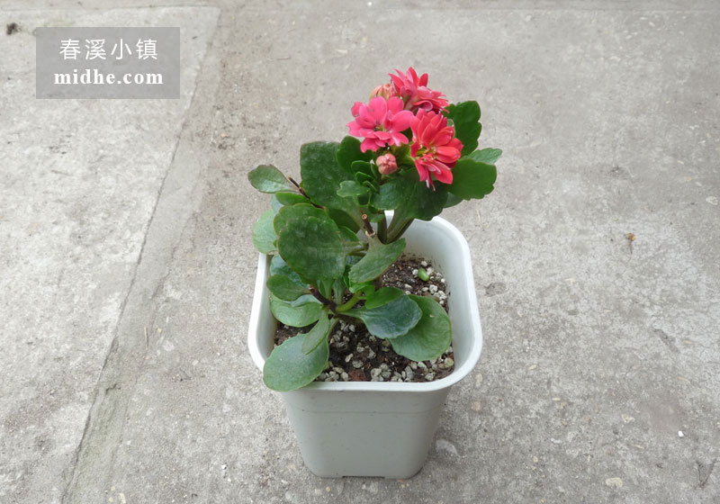 长寿花-春溪小镇
