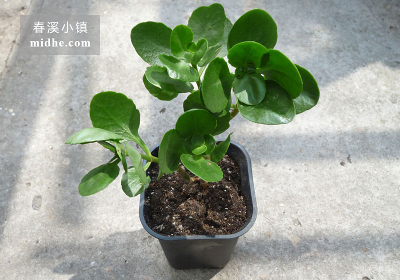 长寿花-春溪小镇