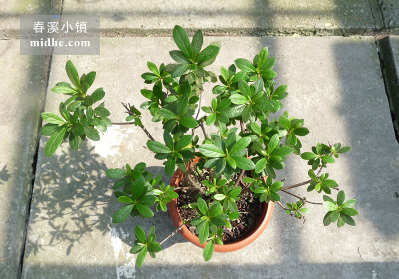 杜鹃(单株)-春溪小镇