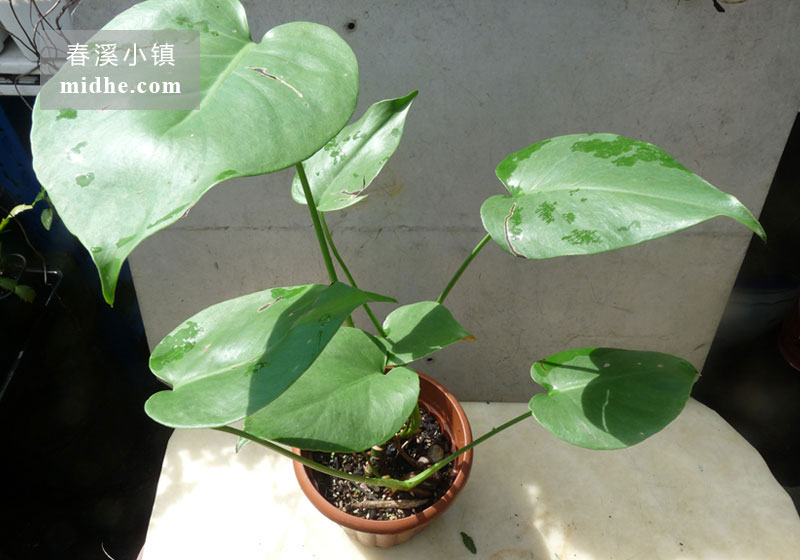 龟背竹(单株)-春溪小镇