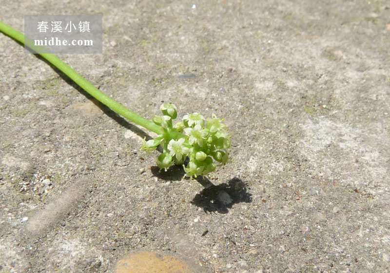 铜钱草(花)-春溪小镇