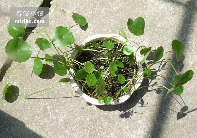 铜钱草(浅底塑料花盆)-春溪小镇
