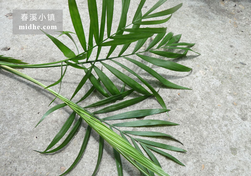 袖珍椰子树-春溪小镇