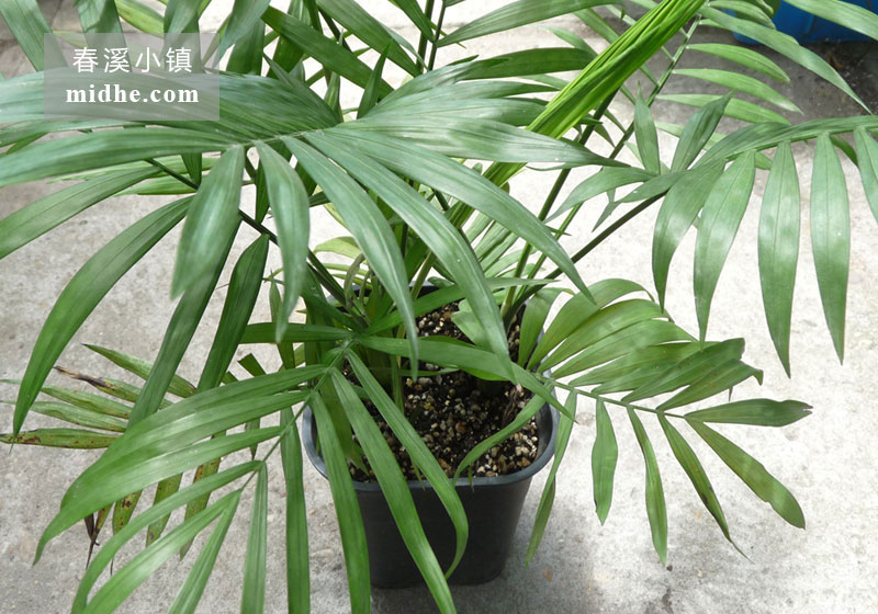 袖珍椰子树-春溪小镇