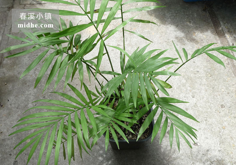 袖珍椰子树-春溪小镇