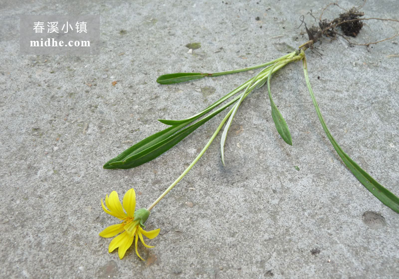 勋章菊-春溪小镇